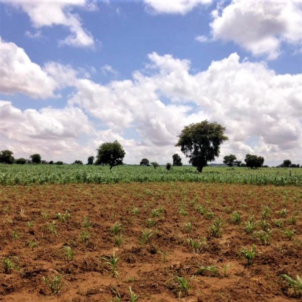 A farmer's field in Niger